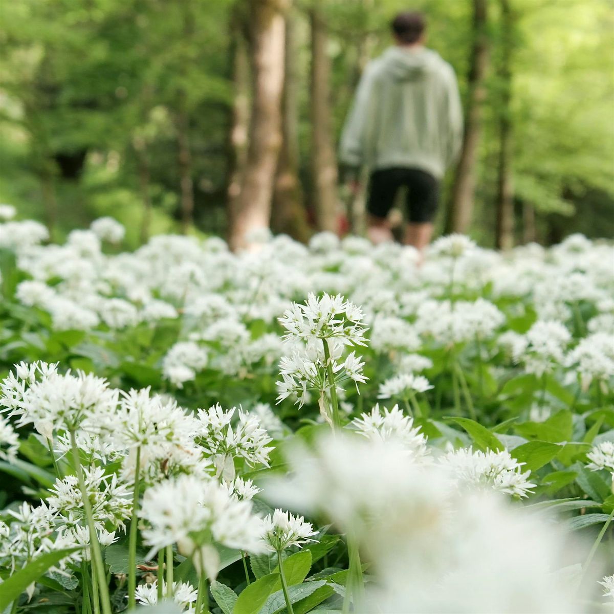 Foraging Course in London