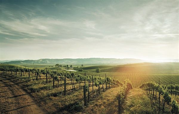 CAPSTONE California: Revisiting Classic Regions - Edmonton