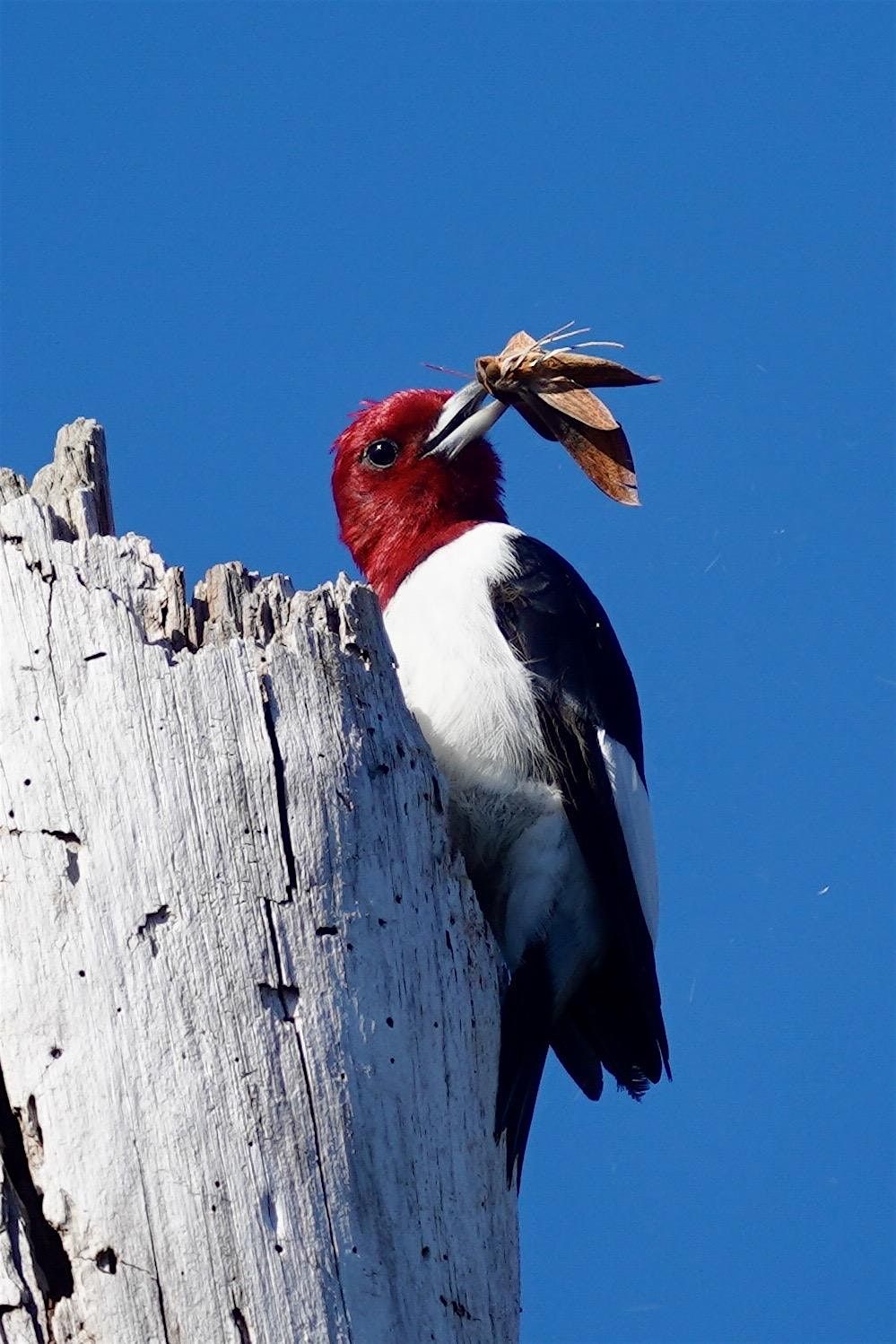 Guided Birding Walk: Spring Migration