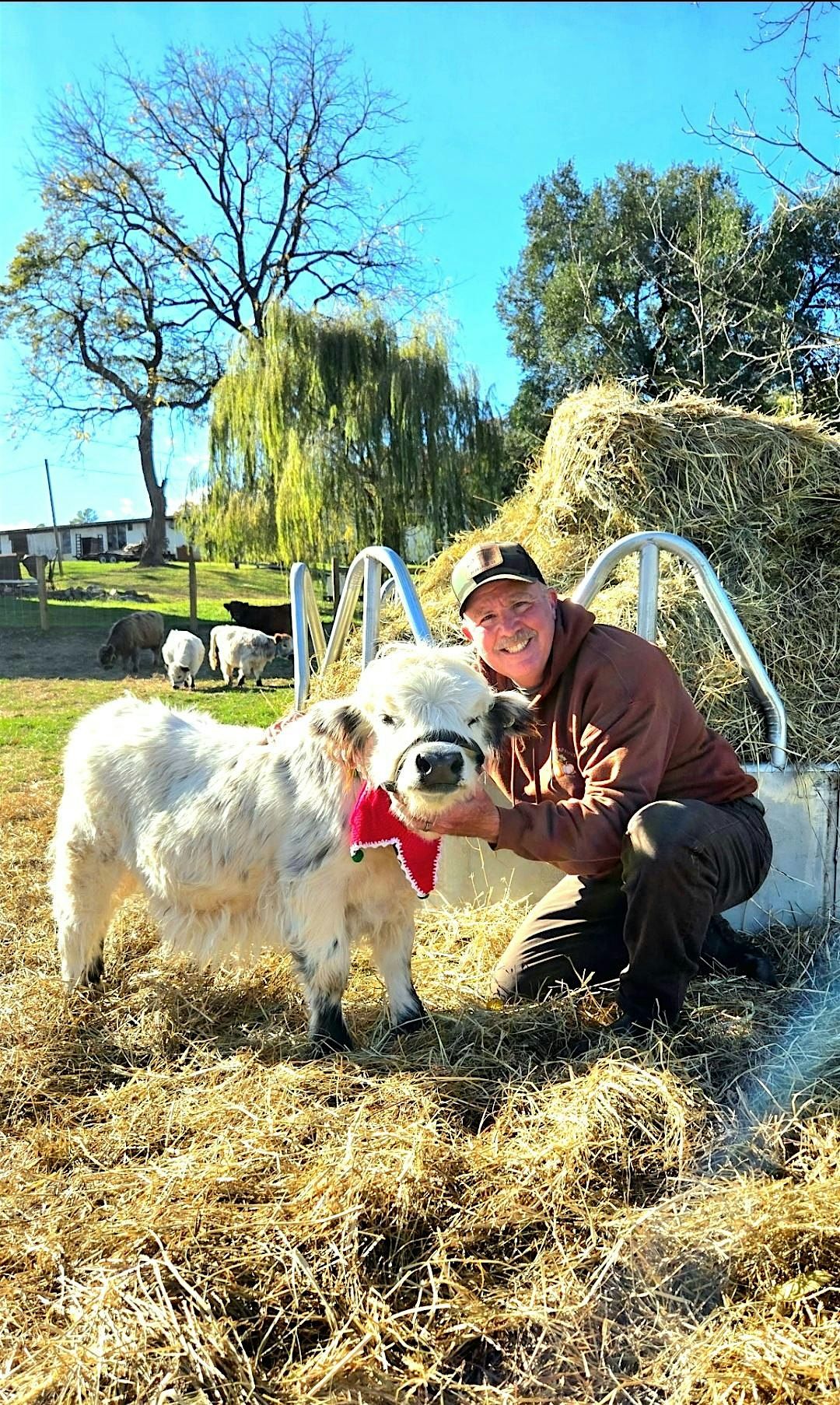 A MOO-RY CHRISTMAS CELEBRATION AT MYERS HIGHLAND COW FARMSTEAD!