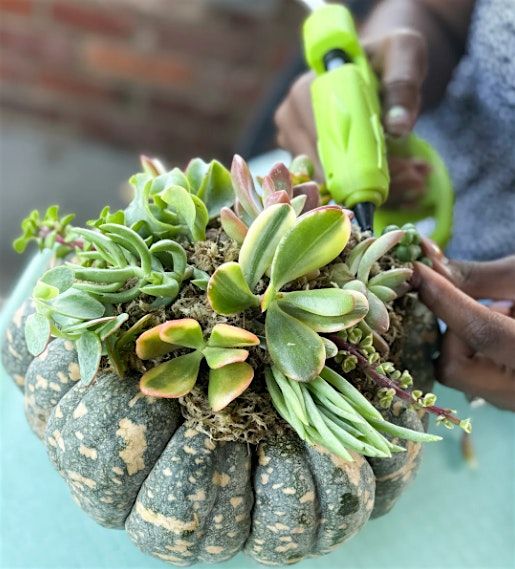 $30 Pumpkin Succulent Workshop - Cozy season in full swing!
