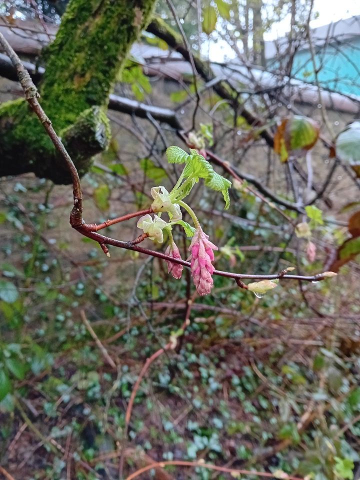 A Mindful Foraging Walk in Stewarton High Street, Stewarton, Dunlop