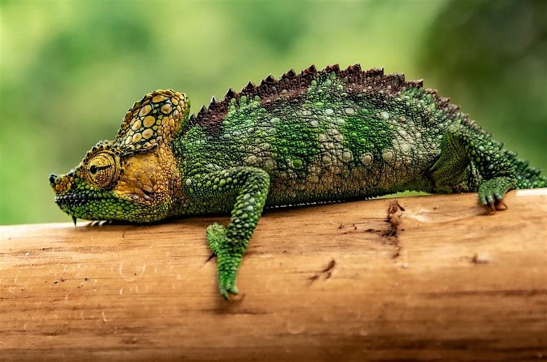 In-Person BSA Reptiles & Amphibians