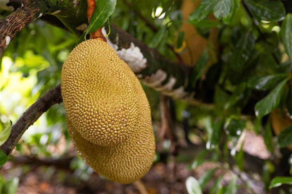 Growing Tropical Fruit Trees in Your Own Backyard