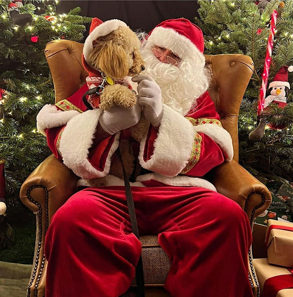Santa Paws' Grotto Southampton 2025