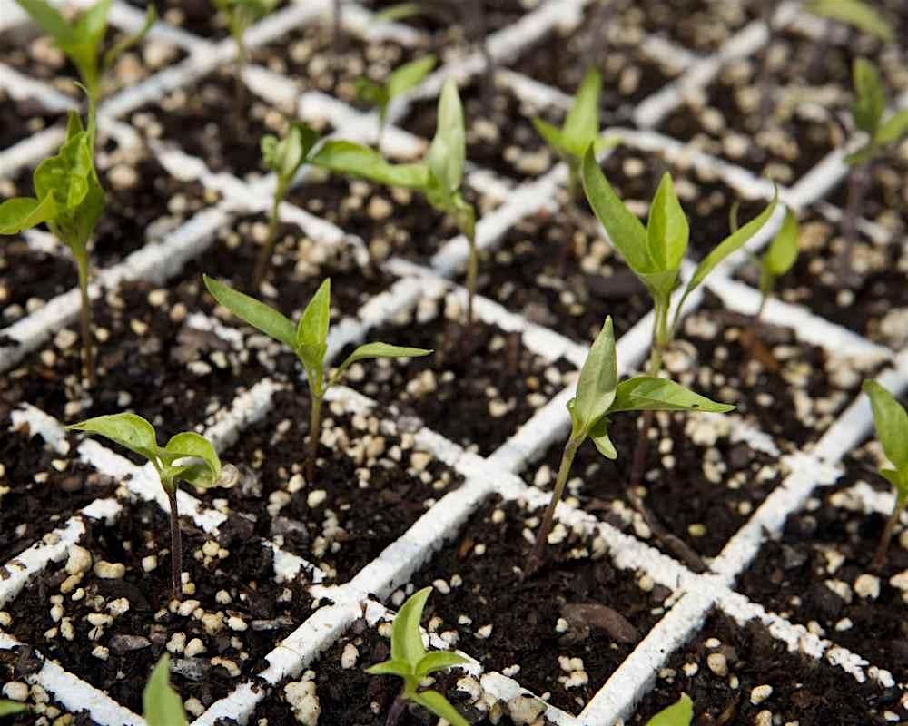 Seed Starting 101