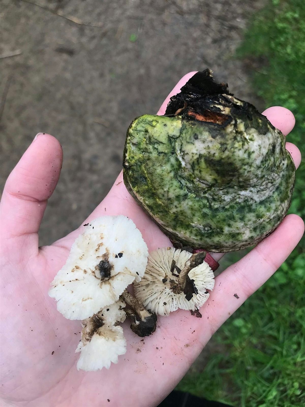 Jr. Naturalist: Fall Fungi
