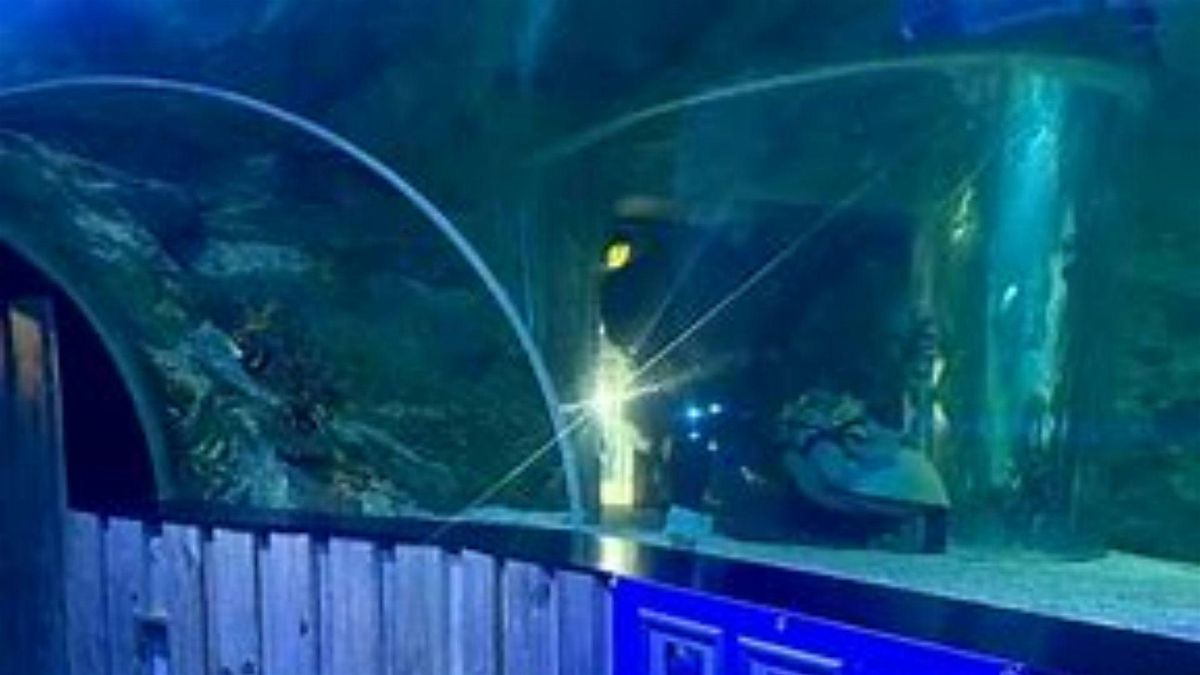 Southend-on-Sea SeaLife Adventure Tour (from Chicago)