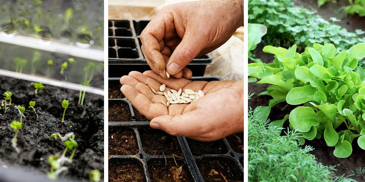 Success with Fall Veg by Seed with Texas A & M
