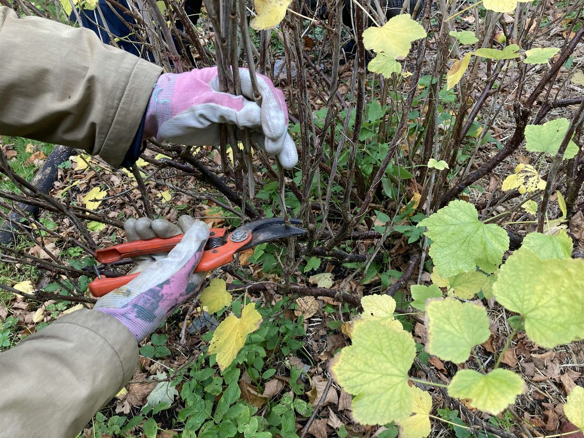 Gather plants for free: Learn propagation techniques