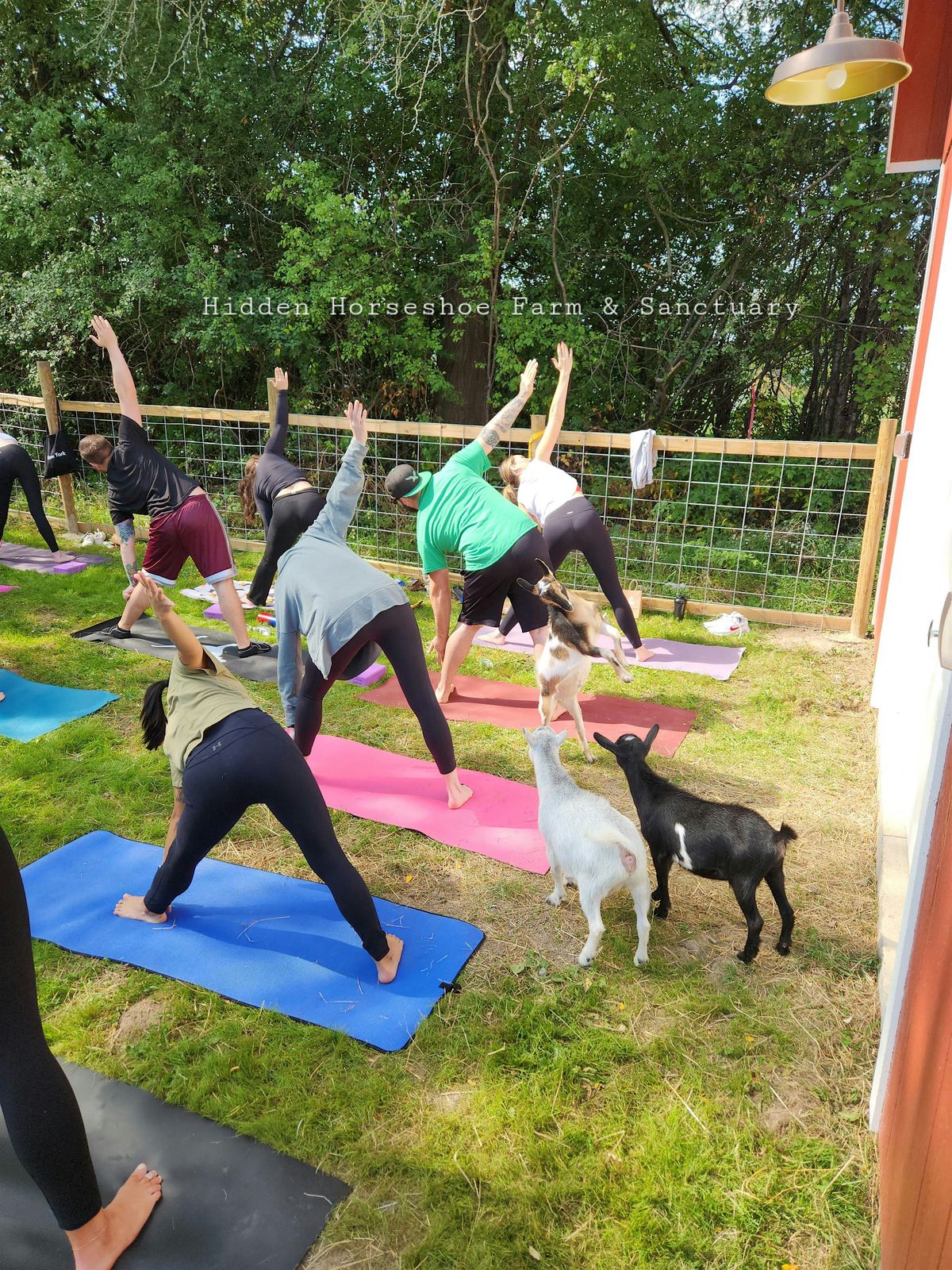GOAT YOGA! (Yoga, with goats) September session