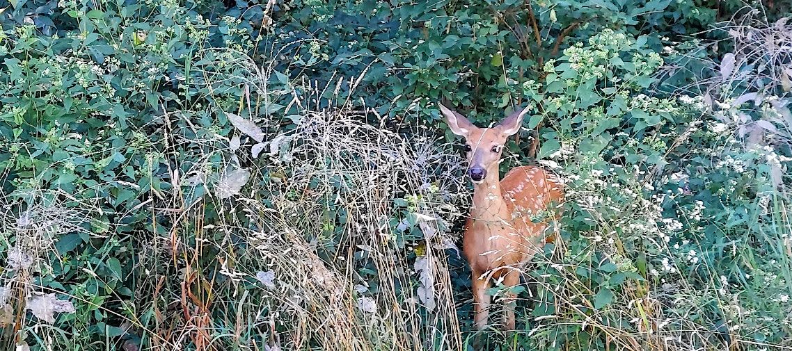 Camp Ground Woods walk