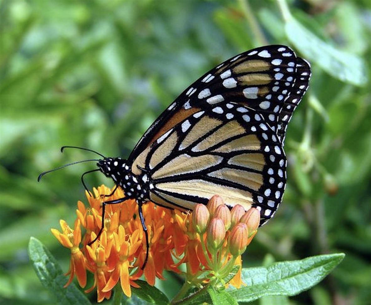 Successful Gardener - Soil-Sanctuary, Minimizing Harmful Garden Chemicals