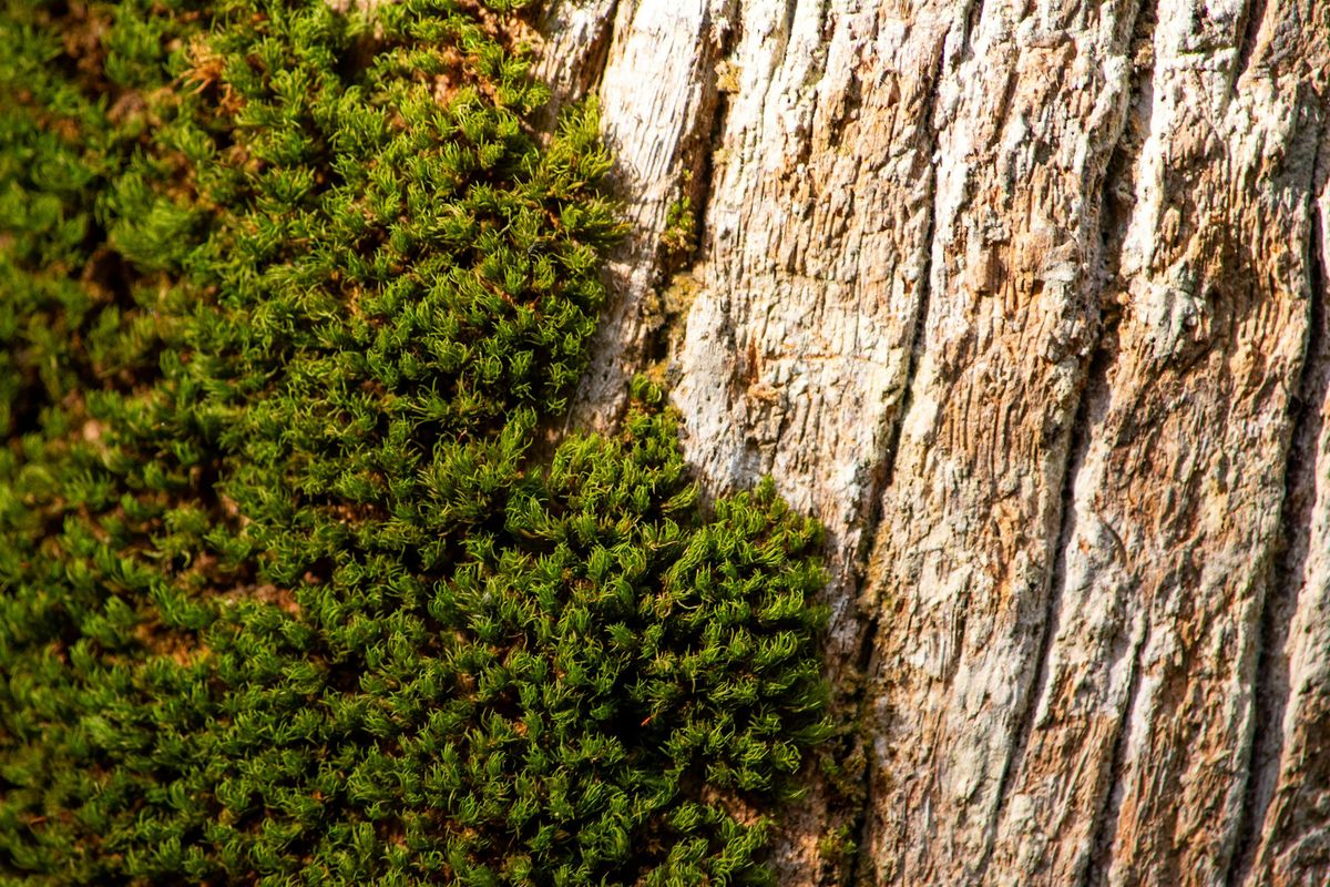 Life in a Log: Strolling Science for Kids