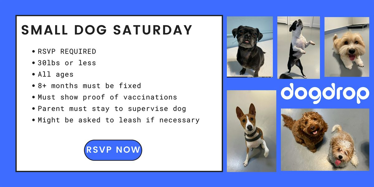 Small Dog Saturday at Dogdrop - Flagler Village