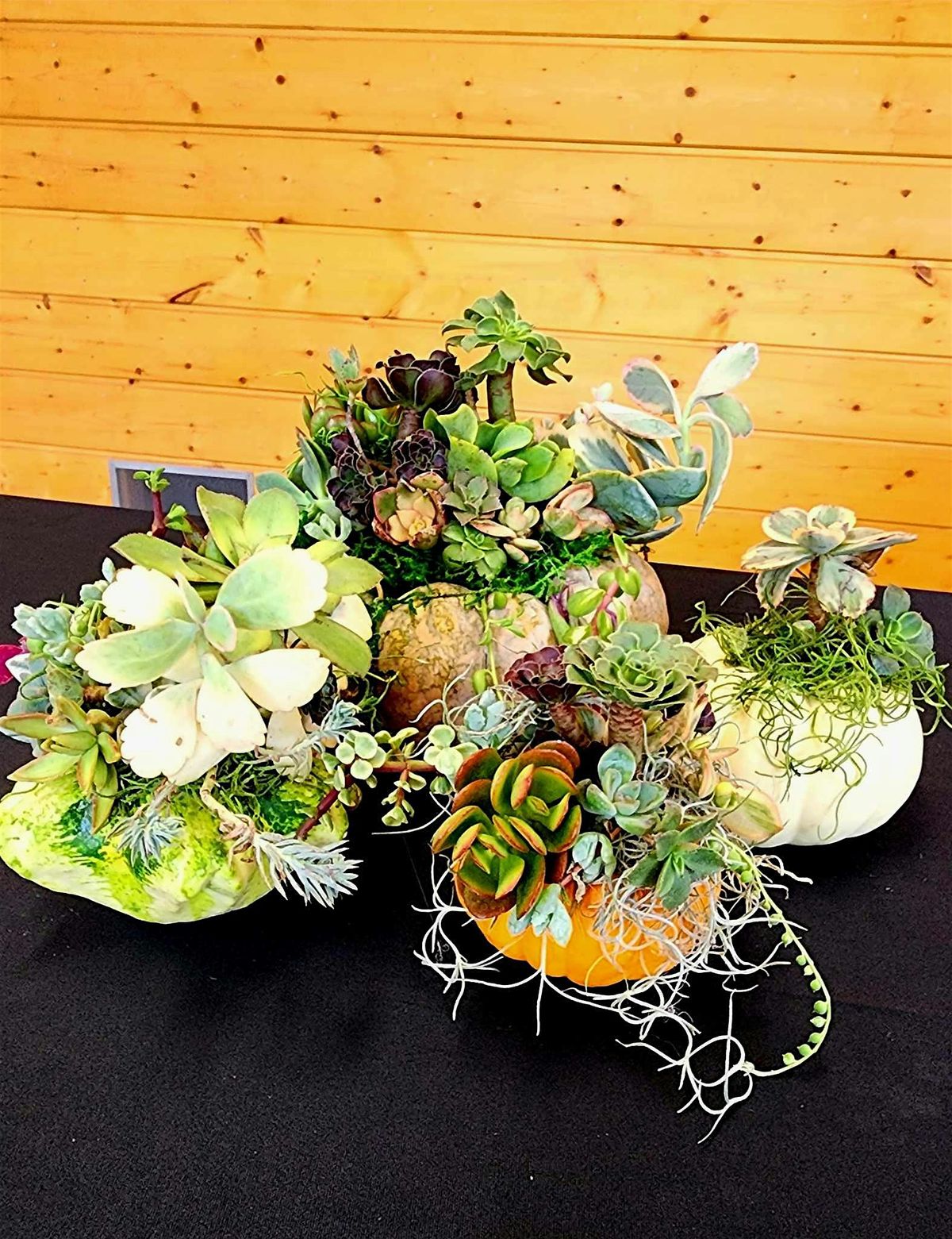Make a Holiday Succulent-Pumpkin Arrangement