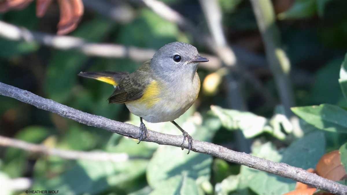 Fall Migration Bird Tour in Brooklyn Bridge Park
