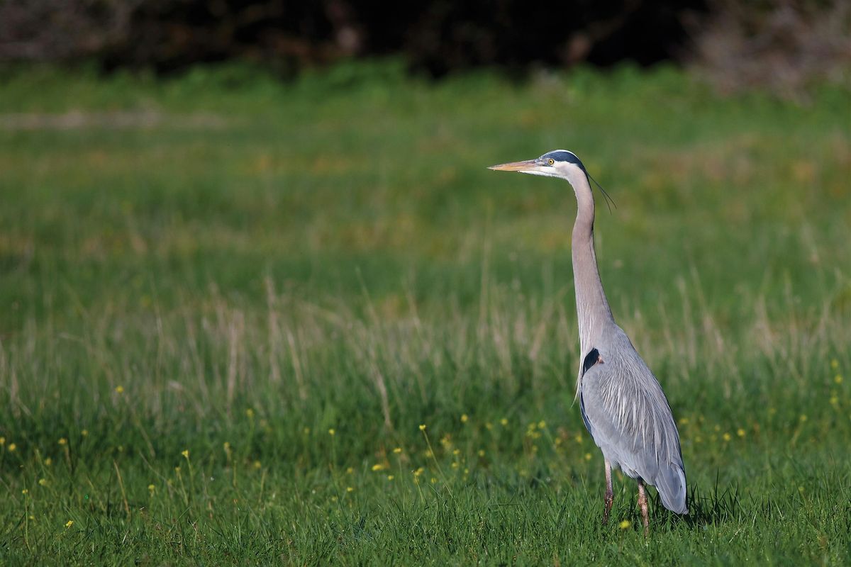 Porter Ranch Birdwatching Tour