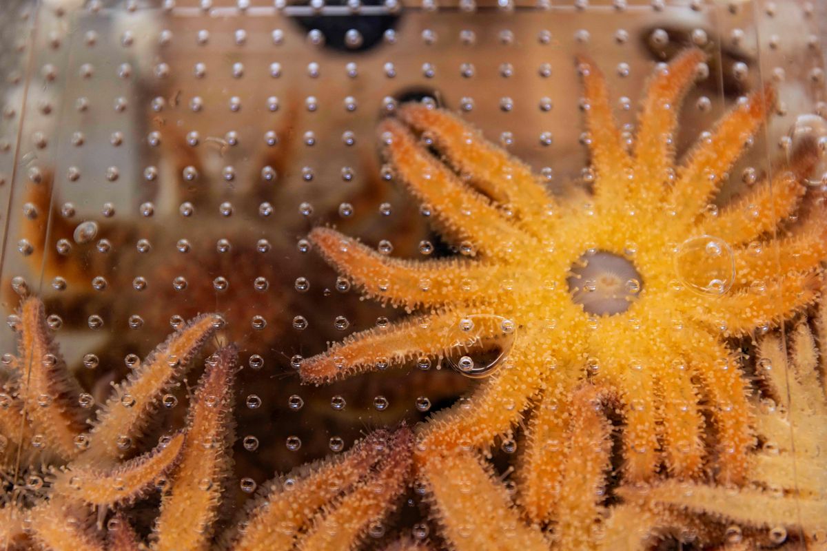 EWC Environmental Series "Restoring Sunflower Sea Stars"