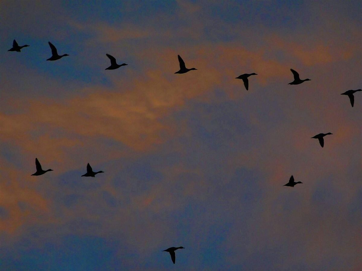 Guided Sandhill Crane Tour