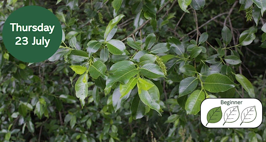 Willows for Beginners