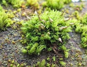 Woodland Mosses for Beginners