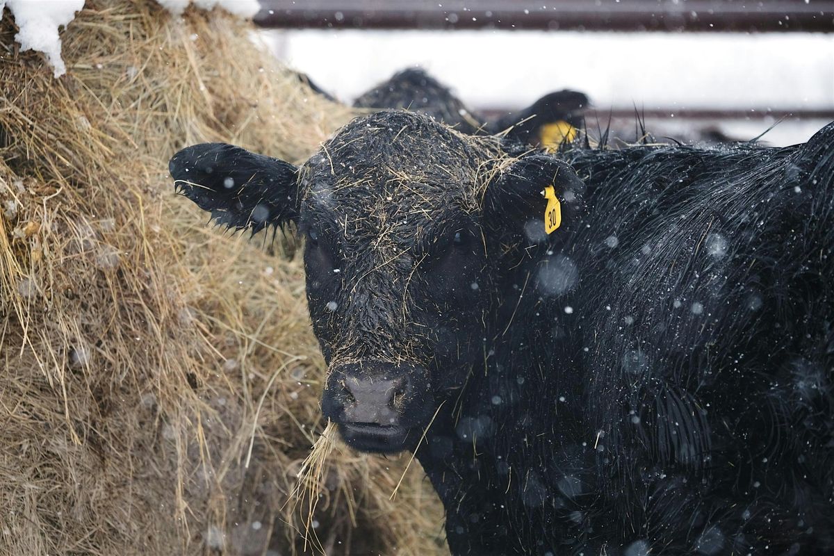 2025 Foothills Forage Tour
