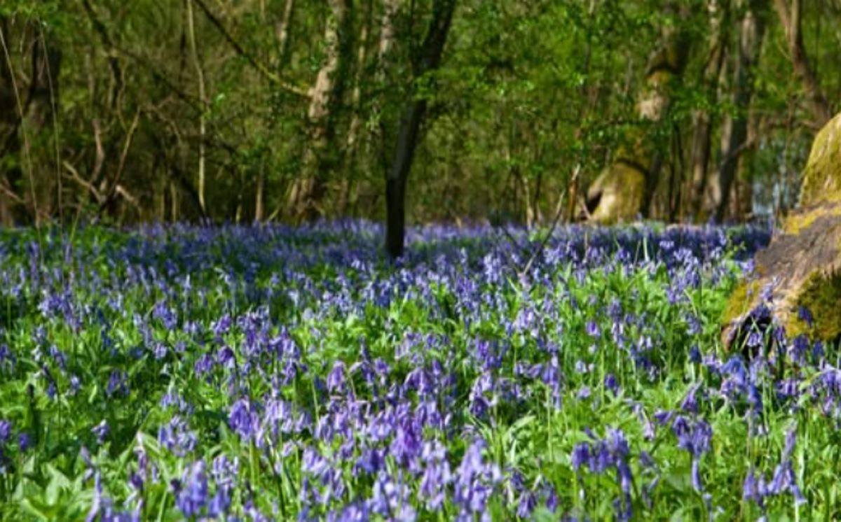 Natural Wellness Event