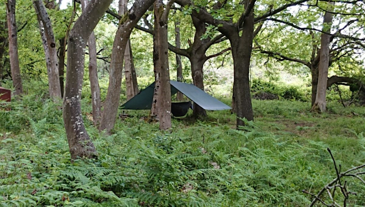 Springtime Bushcraft Day
