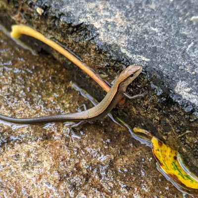 Williamson County Conservation Foundation