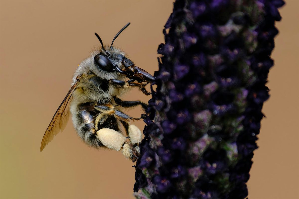 Creatividad y t\u00e9cnica en macrofotograf\u00eda