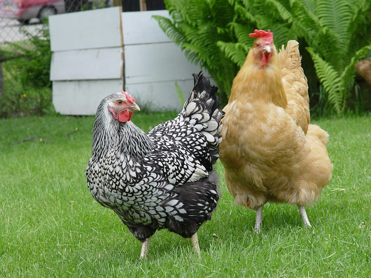 Backyard Chickens