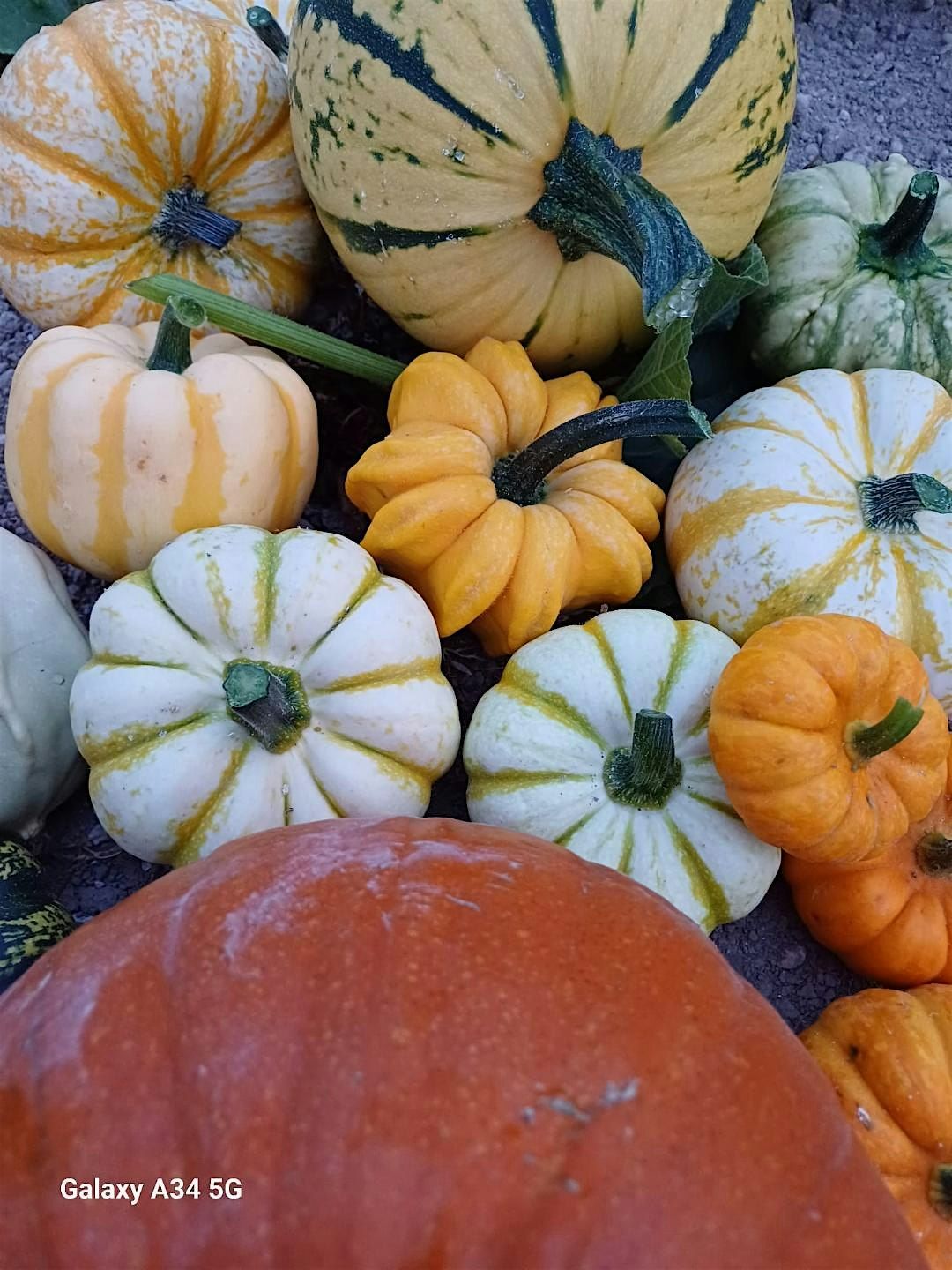 Parsons Pumpkin Picking Patch 2025