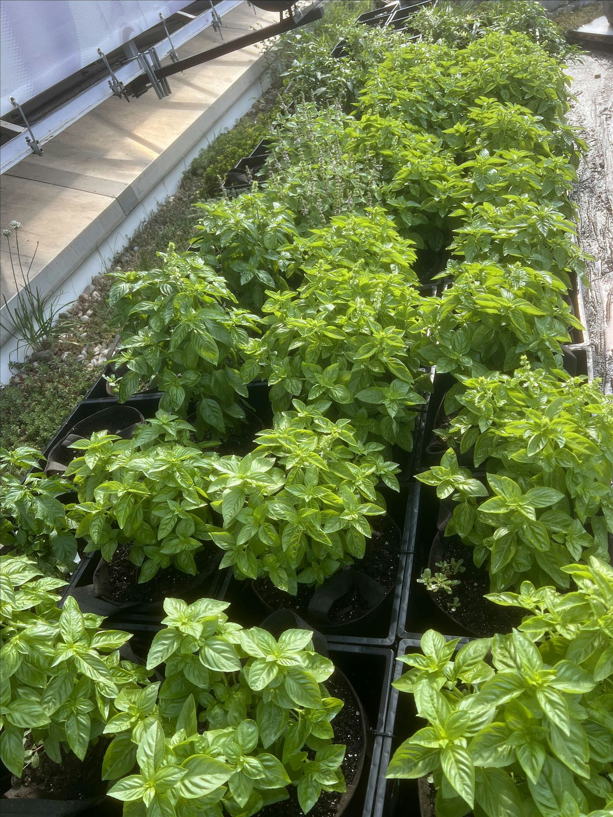 Indoor and Container Gardening 101