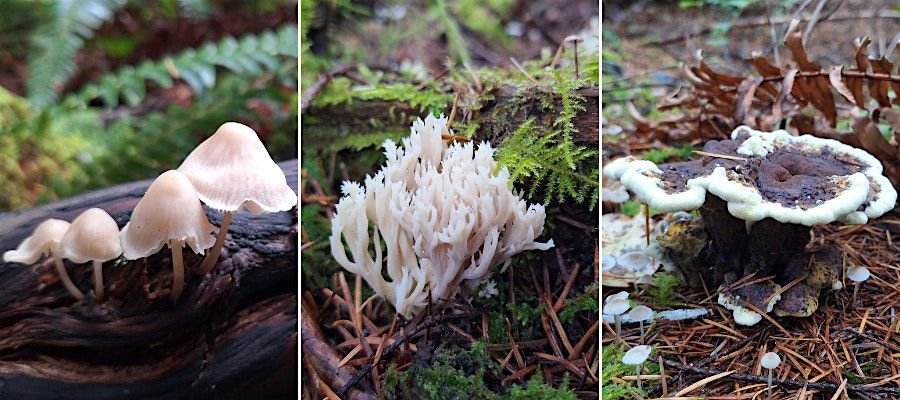 November Mushroom Hike