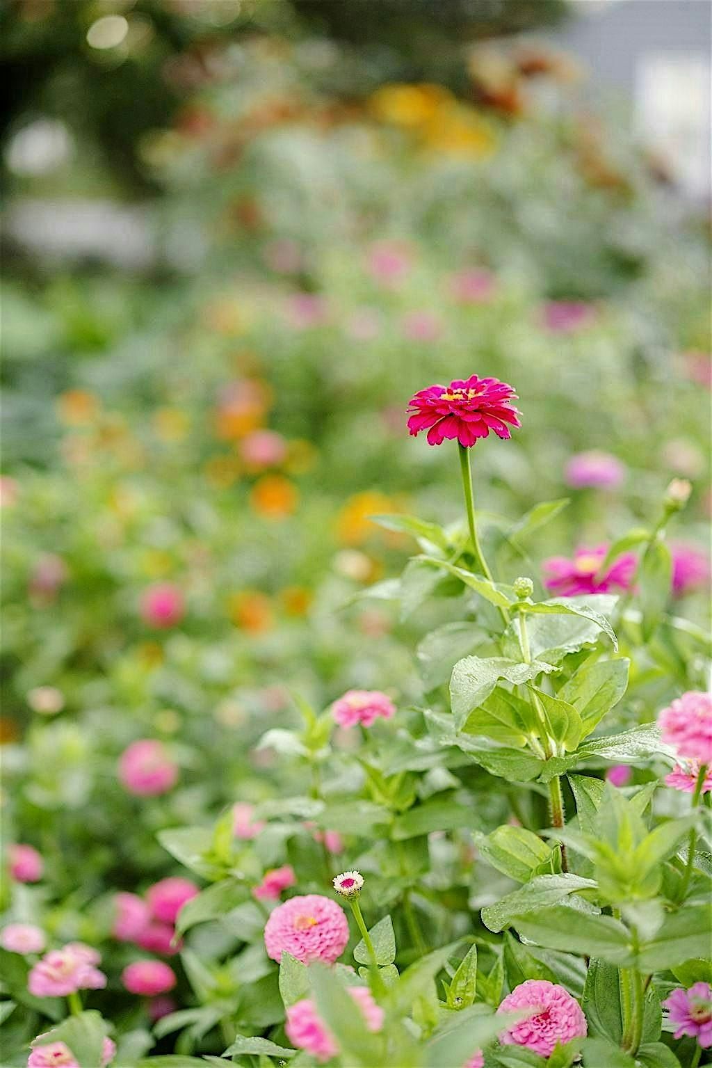 Perfume-Making+ U-Pick Flower Arranging Workshop
