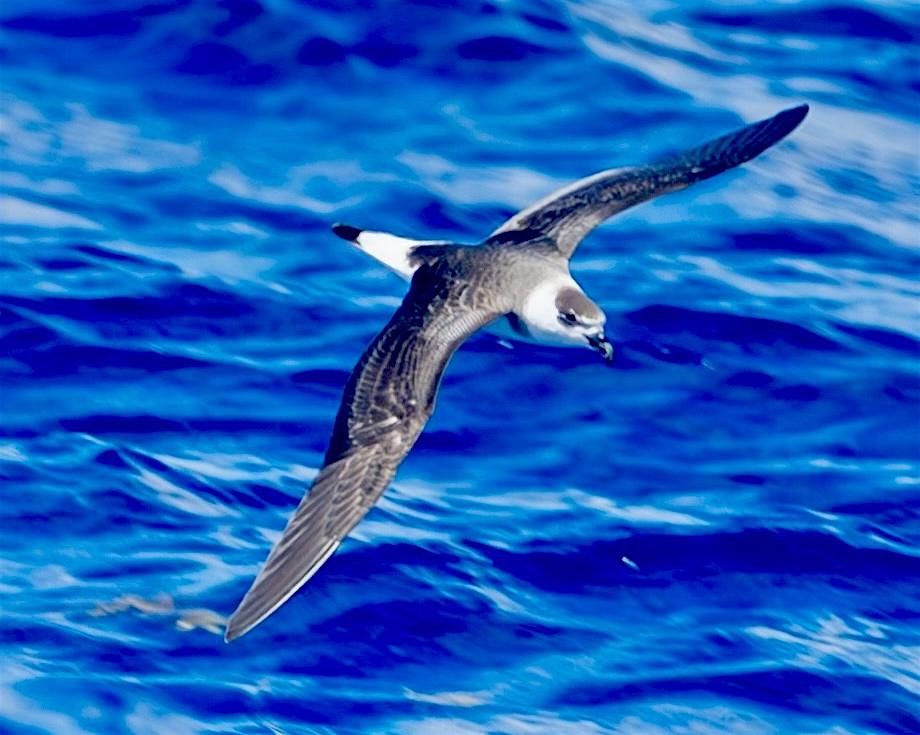 Palm Beach Pelagics 8\/16\/2025