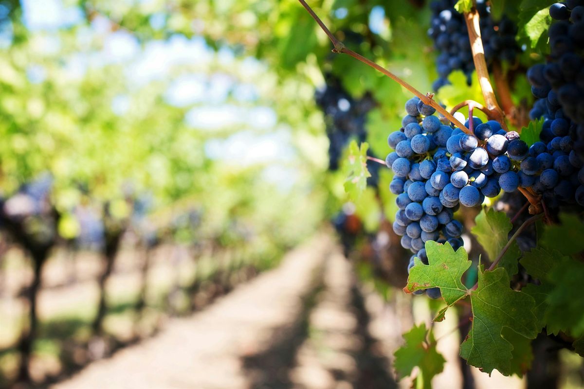 The Wines of Russian River