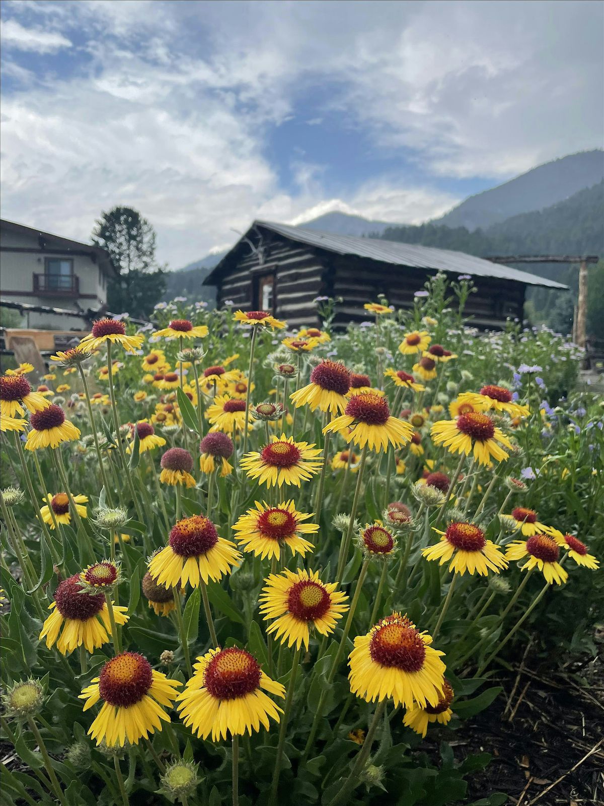 Historic Crail Ranch Homestead Museum Tour