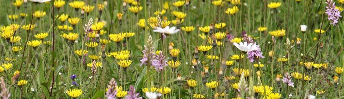 Wildflower Identification for improvers