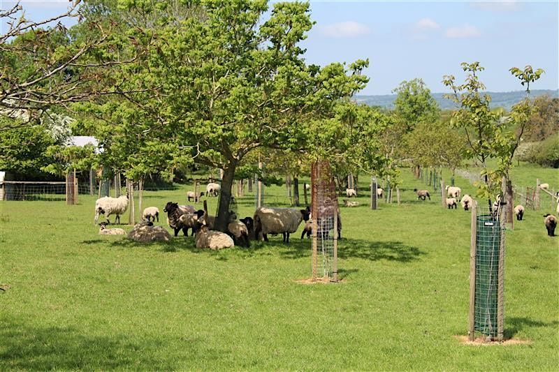 Trees on farms: Welton Farm walk