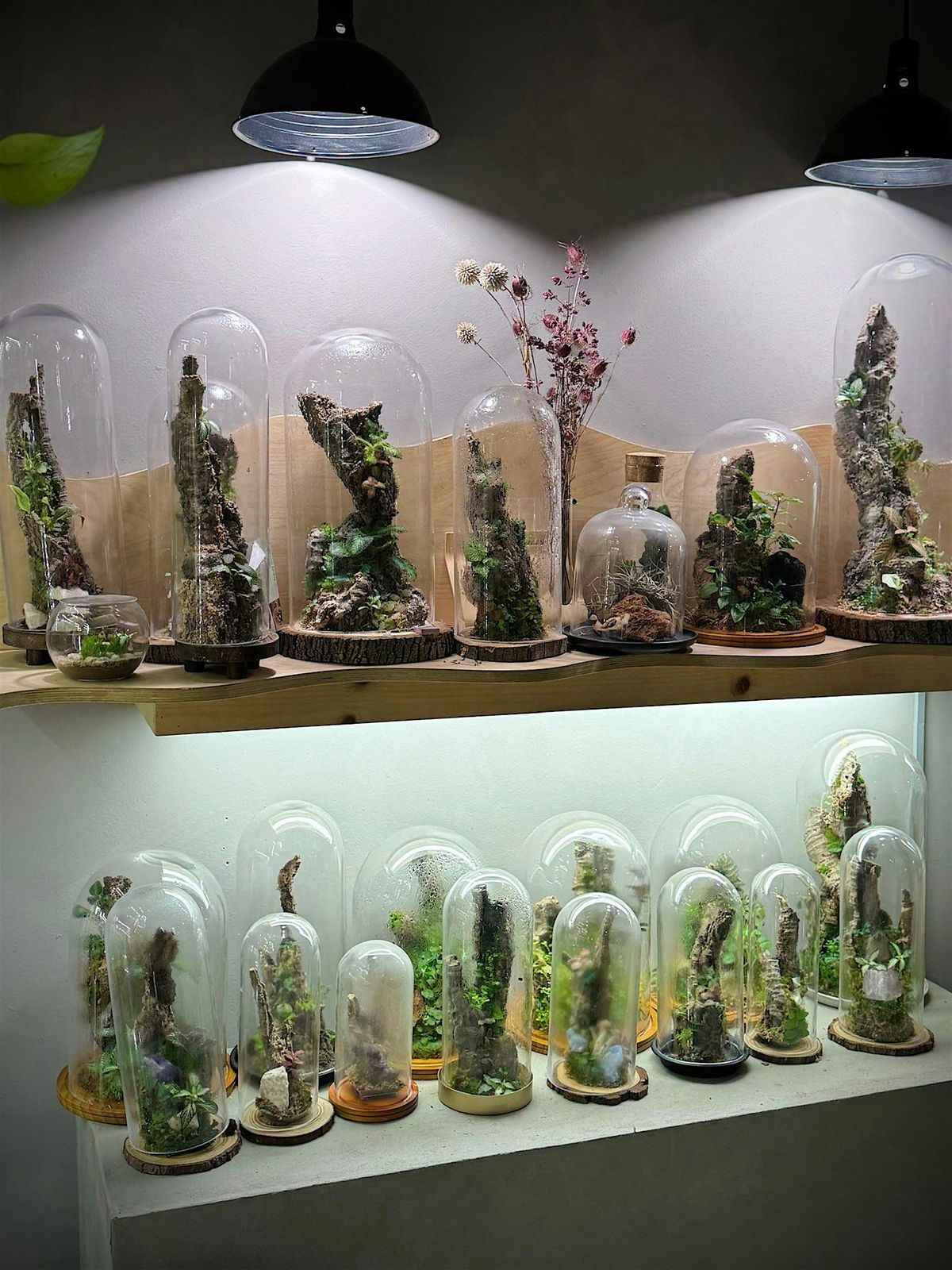 *Crystal Edition* Create Your Own Bioactive Terrarium
