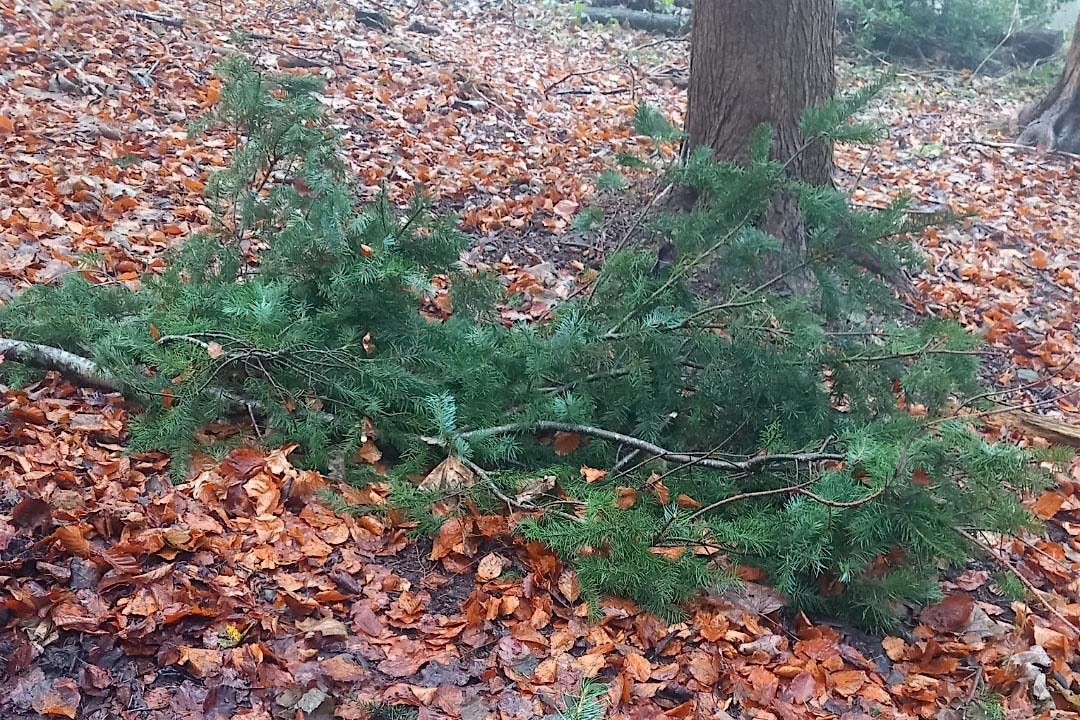 Christmas Wreath Making And Foraging at Llantysillo Hall ~ Sat 6th Dec