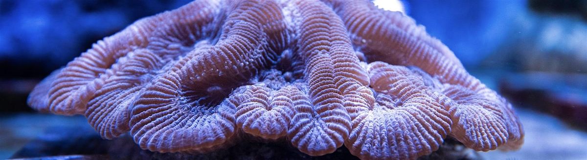 Coral Husbandry Round Table