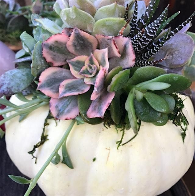 Succulent Pumpkin Workshop Sept 18th 6pm