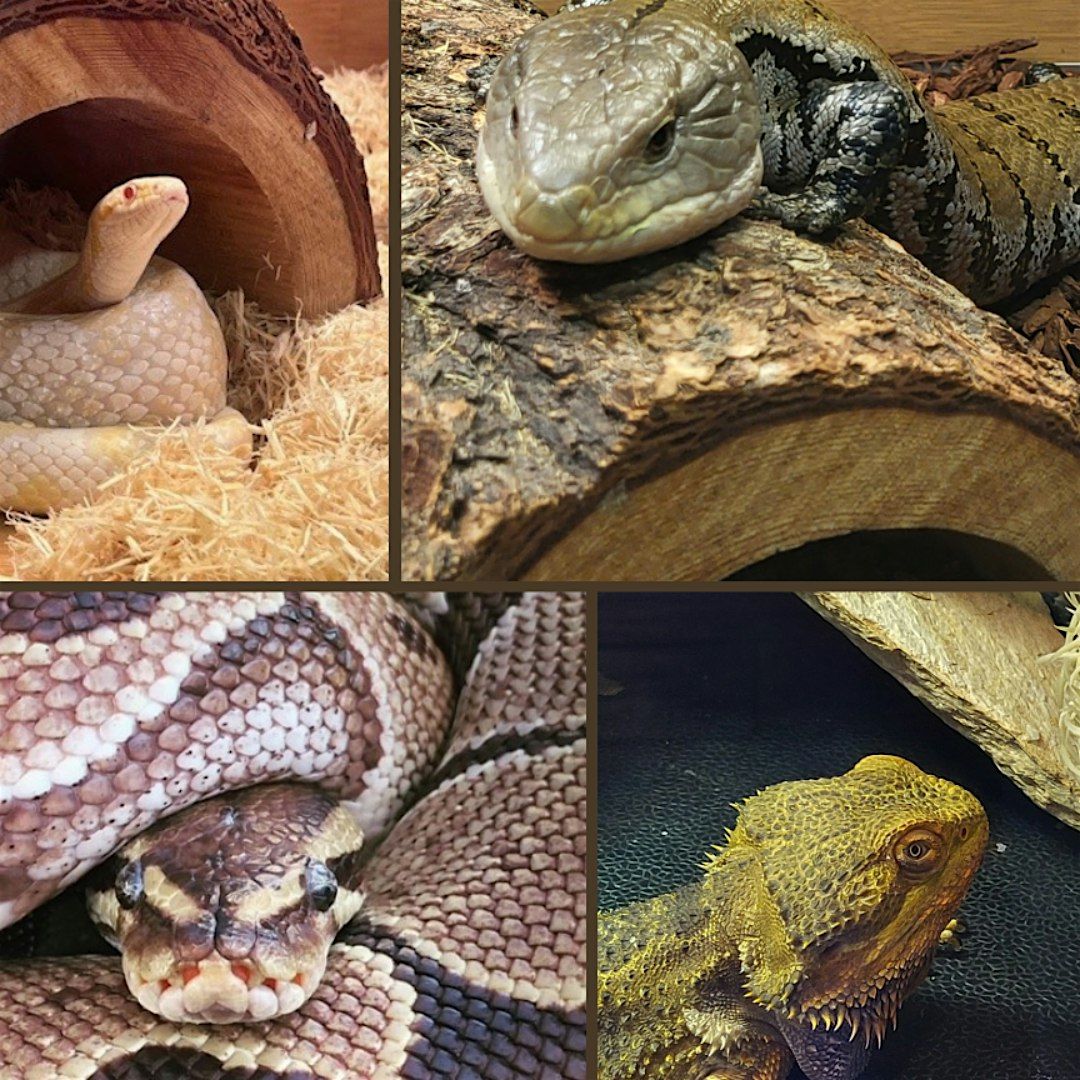 Animal Encounter