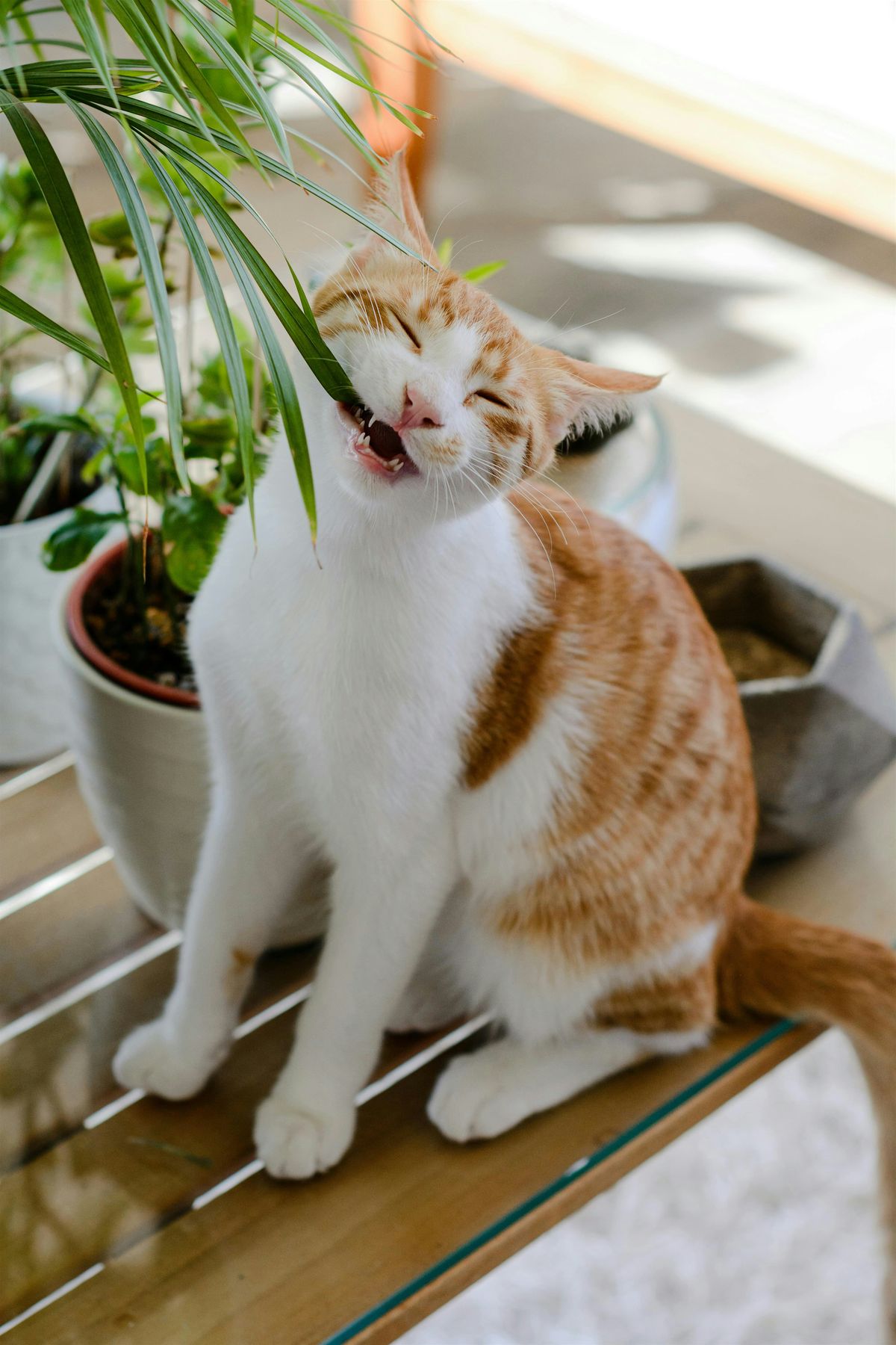 Pets & Plants
