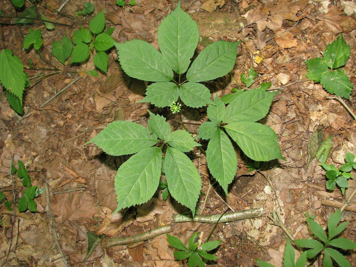Ginseng Production Workshop
