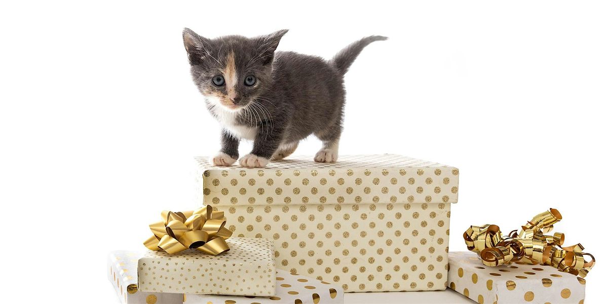 Santa Paws: A Holiday Crafting Workshop