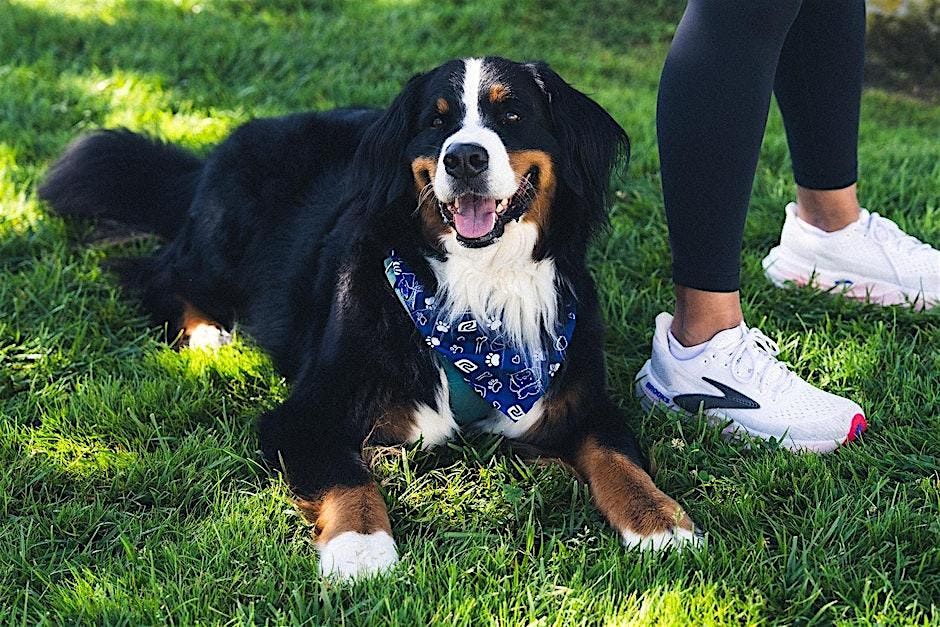 National Dog Day with Road Runner Sports featuring Labs And More